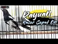 Download Lagu SUARA KACER JANTAN MERAYU BETINA || BIKIN KACER LAIN EMOSI LANGSUNG FIGHTER - BONJOL KICAU