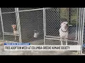 Free adoptions continue at Columbia-Greene Humane Society