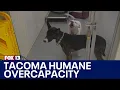 Adoption fees waived as Tacoma Humane hits overcapacity FOX 13 Seattle