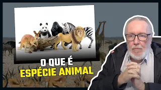 O que é espécie animal