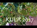 Download Lagu Kula Atlagić 2017