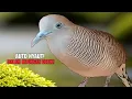 Download Lagu Perkutut Gacor Lokal Panjang | PERKUTUT LOKAL SUARA PALING AMPUH MEMANGGIL LAWAN Zebra Dove Z003