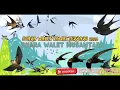 Download Lagu Suara Walet Kawin Terbaru | SUARA WALET TERBARU