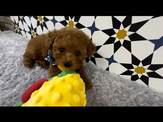 動画