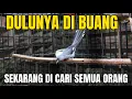 Download Lagu BURUNG BUANGAN INI BALIK JADI PRIMADONA! GACOR MEWAH, SEMUA ORANG CARI!