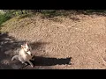 Playing with Ball as Reward Amateur Dog Training