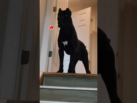 Do You Know About This Dog 😱?