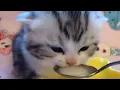 violence Milk
