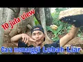 Download Lagu cara memanggil koloni lebah liar #lebahcerana