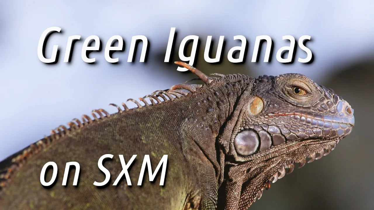 IGUANAS on St.Maarten / Saint Martin