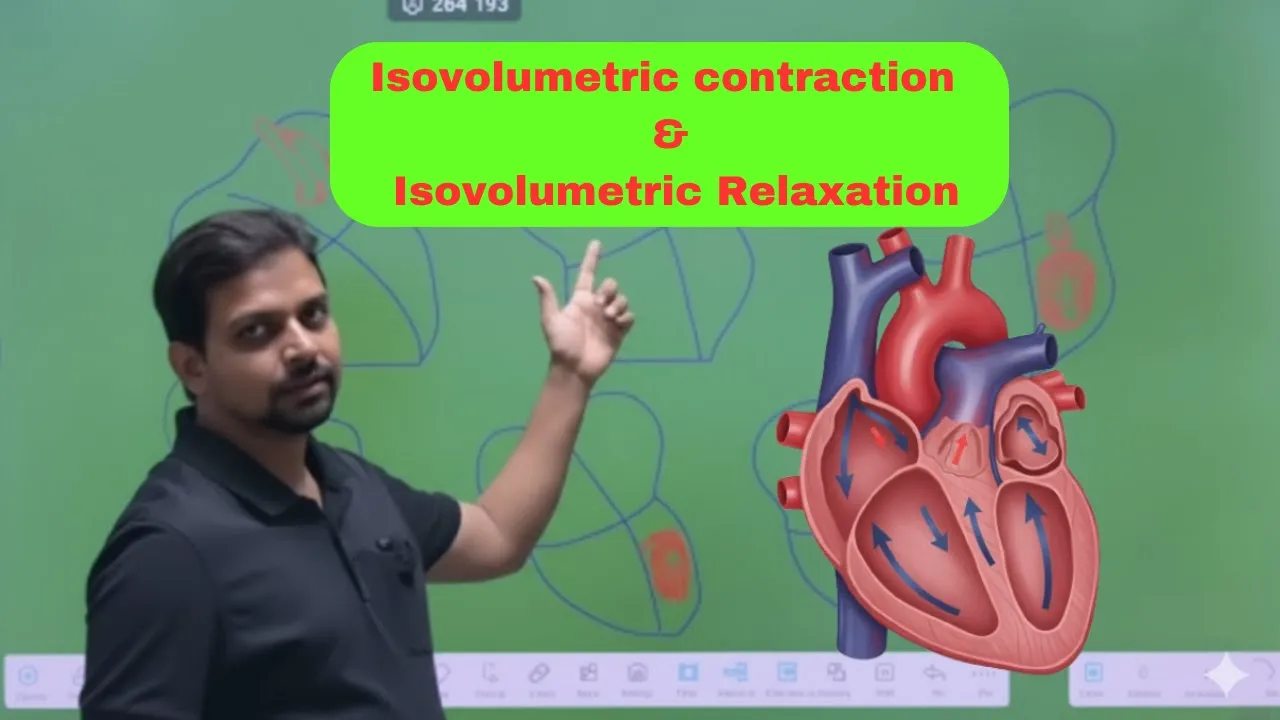 Isovolumetric contraction I Isovolumetric relaxation I Cardiovascular system I #Cardiaccycle