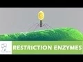 RESTRICTION ENZYMES