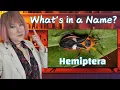 Insect Taxonomy 101 Hemiptera Old Homoptera