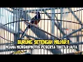 Download Lagu MURAI BATU MOANA MENGHIPNOTIS PESERTA TIKET 3 JUTA || BURUNG SETAH MILYAR || ANNIVERSARY MR.KEN