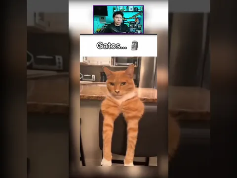 PERROS VS GATOS PICADOS POR ABEJAS
