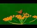 Download Lagu Ha Lalama  -  I's of a Fly  -  [Official Music Video]