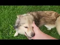 Meet Wilfred a Shetland Sheepdog currently available for adoption 2025 8 49 45 AM