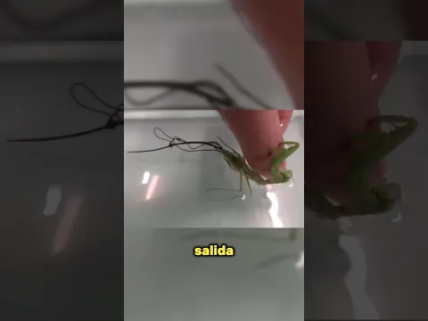 ¿Pelos dentro de las mantis?