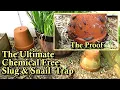 Download Lagu The Ultimate Chemical Free Slug \u0026 Snail Garden Trap: 2 Clay Pots Equals Crazy Results!
