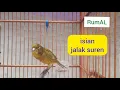 Kenari Unik Isian Jalak Suren dan Sirene Ambulance