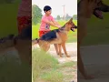 Download Lagu German Shepherd dog top quality full size