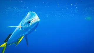 CRAZY Mahi Mahi Bite While Offshore Fishing in Louisiana
