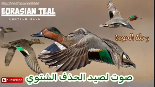 رحلة العودة صوت لصيد الحذف الشتوي ليلا Eurasian Teal Hunting Call At Night Bird Sounds Calls 
