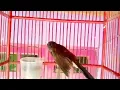 suara pikqt sikatan kipas tarung ampuh buat pancingan sikatan kipas bahan agar bunyi