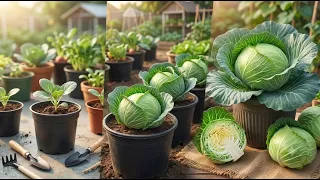 Growing HUGE Cabbage in Pots: From Seedling to Big Harvest!
