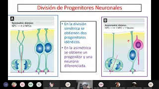 Neurogénesis