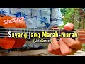 Download Lagu Sayang Tolong Jang Marah - Marah Versi Kentrung (Lirik\u0026chord)
