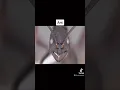 Download Lagu What insects zoomed in looks like😳 #shorts