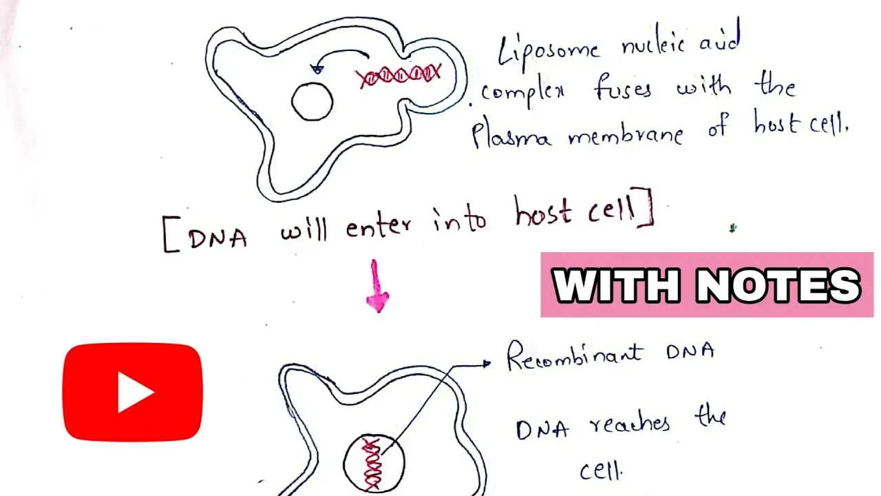 Lipofection | Liposome encapsulation | Transfection | Gene transfer technique | rDNA technology