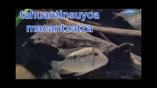 tahuantinsuyoa macantzatza / inca cichlids fry \u0026 grow rate