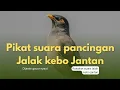 Lagu Suara pikat Jalak kebo liar || Pikat Suara burung Jalak kebo gacor #jalakkebo #jalakkebojantan