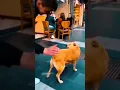 Download Lagu Funny Animals 2024 😂 - Funniest Cats and Dogs video 🐱 🐶 #shorts