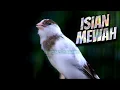 Download Lagu KENARI PANDA ISIAN SUPER MEWAH!! MASTERAN KENARI ISIAN BLACKTHROAT GACOR CENGKOK MEWAH SUARA JERNIH