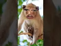Download Lagu takgendong kemana-mana part 1 #shorts #shortvideo #shortvideos