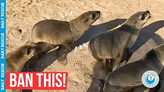 Daily Rescue: Seal Tangled in Fruit Mesh