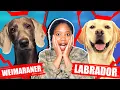 WEIMARANER VS LABRADOR