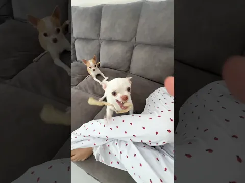 Ouch,Niki! Tofi wants to play Kuchi Kuchi too 🤣🤣