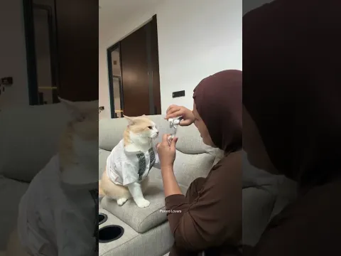 Anak soleh gunting kuku #kucing #pororo #kucinglucu
