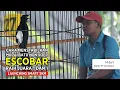Download Lagu [ Murai Batu ESCOBAR ] Juara 1 \u0026 1 Tanpa Pakan Voer !! Begini Cara Merawatnya