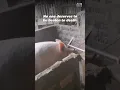 Download Lagu Animal Cruelty Exposed: A Pig's Gruesome Slaughter