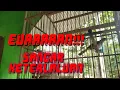 Download Lagu Trucuk gacor ngropel panjang