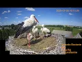 Download Lagu Gniazdo Bocianie pod Sokółką - na żywo.