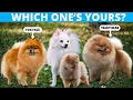 All The Types of Pomeranians