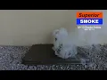 Superior SP-13 Smoke Pellets