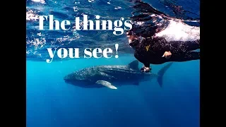 Ep036 – The things you see!!!Snorkeling with whalesharks