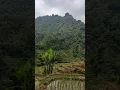 Download Lagu Very beautiful views, forests, rice fields and mountains in Subang district, Indonesia
